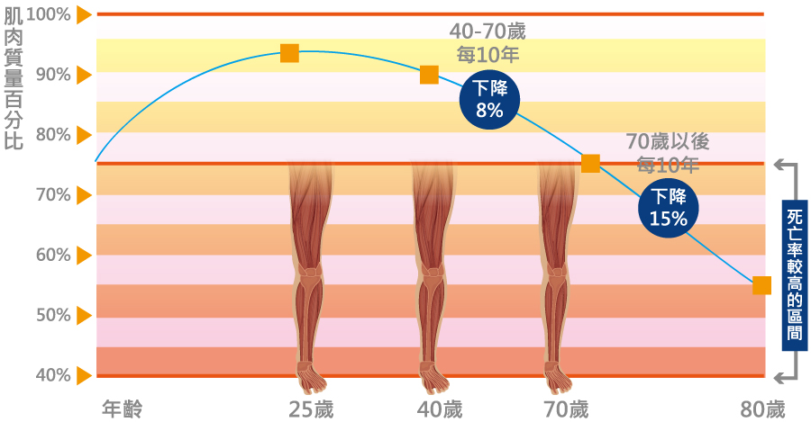 肌少篩檢-2肌肉質量百分比
