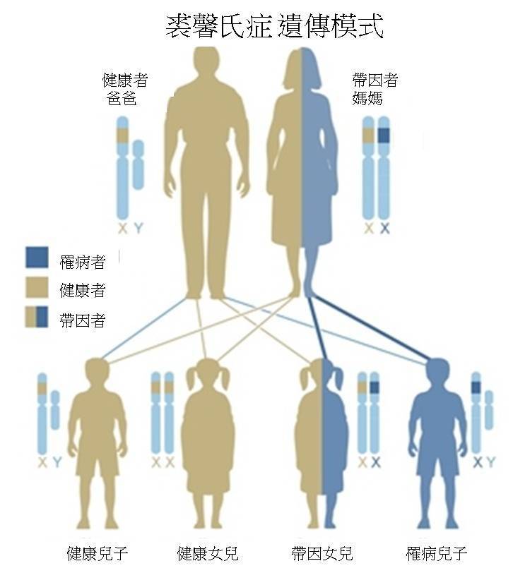 裘馨症基因遺傳機轉圖解-中文