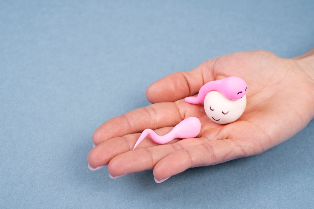 「借卵」試管為7成40歲以上大齡婦女帶來80%以上懷孕率